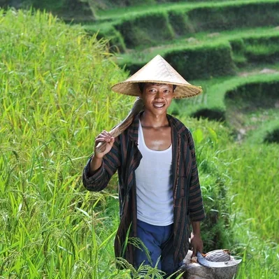 depositphotos_58354457-stock-photo-traditional-organic-rice-farmer